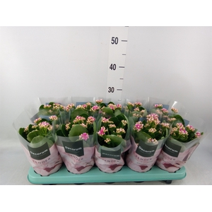 Kalanchoe blos. 'Serenity Prp whit'