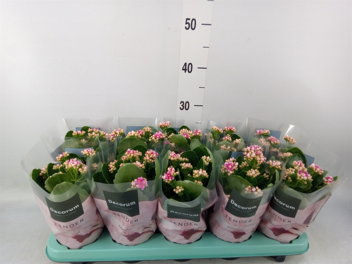 <h4>Kalanchoe blos. 'Serenity Prp whit'</h4>