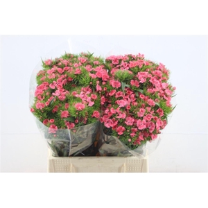 Di Barb Aldo Pink 45cm