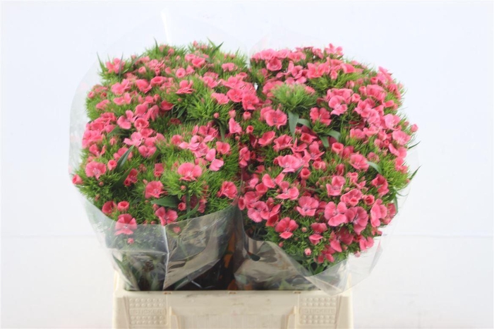 <h4>Di Barb Aldo Pink 45cm</h4>