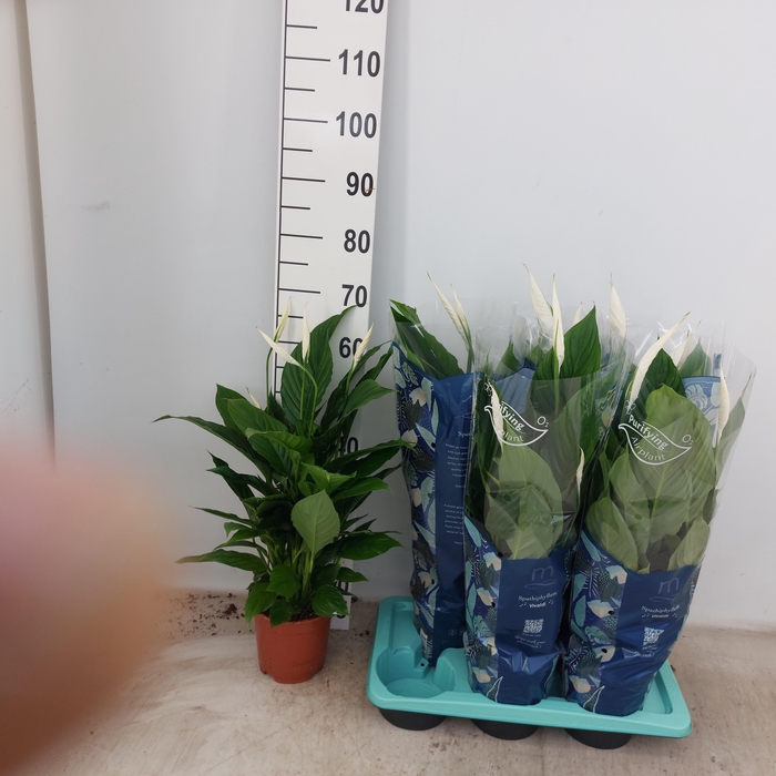 <h4>SPATH VIVALDI</h4>