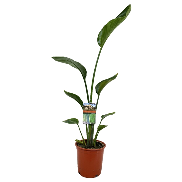 <h4>Strelitzia augusta</h4>