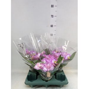 Phalaenopsis 'Muse White Special'