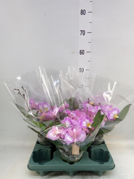 <h4>Phalaenopsis 'Muse White Special'</h4>