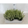 Calluna vulg. 'Beauty L Venca'