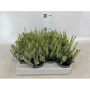 Calluna vulg. 'Beauty L Venca'