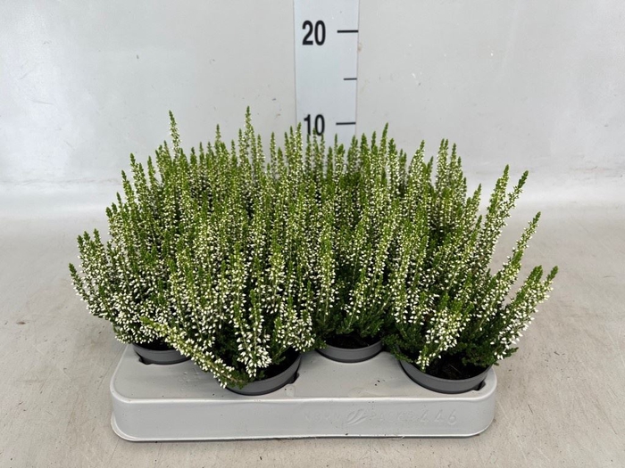 <h4>Calluna vulg. 'Beauty L Venca'</h4>