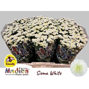 CHRYSANTHEMUM SA 'MAD WHITE SIOMA'