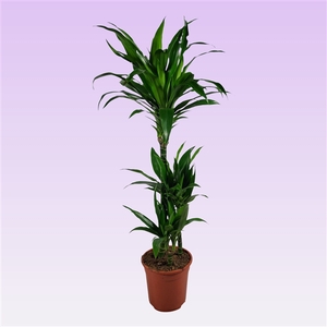 Dracaena Janet Craig 60-30-15 100cm