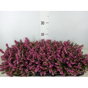 Erica darley. 'Kramer's Rote'