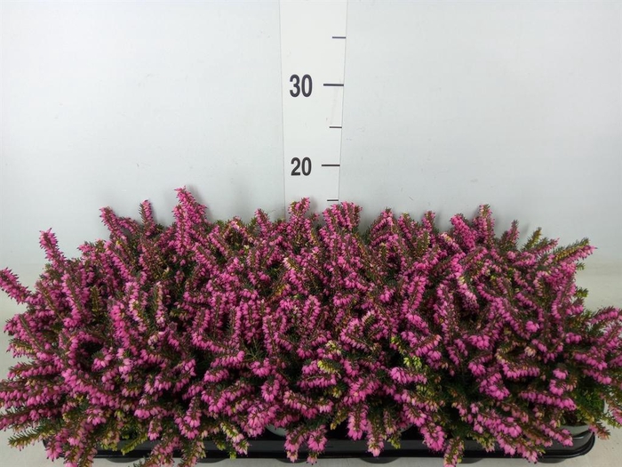 <h4>Erica darley. 'Kramer's Rote'</h4>