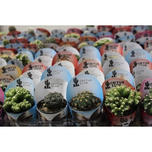 CACTUS RAIZ PROPRIA P06