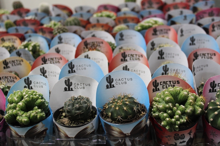 <h4>CACTUS RAIZ PROPRIA P06</h4>