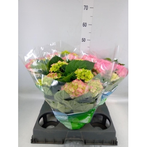 Hydrangea mac. 'Rosita'