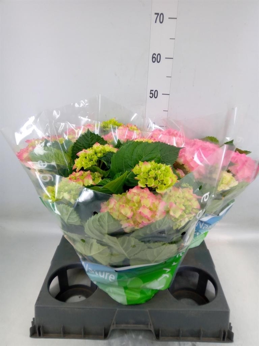 <h4>Hydrangea mac. 'Rosita'</h4>