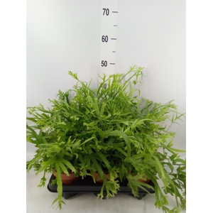Pteris cretica 'Roeweri'