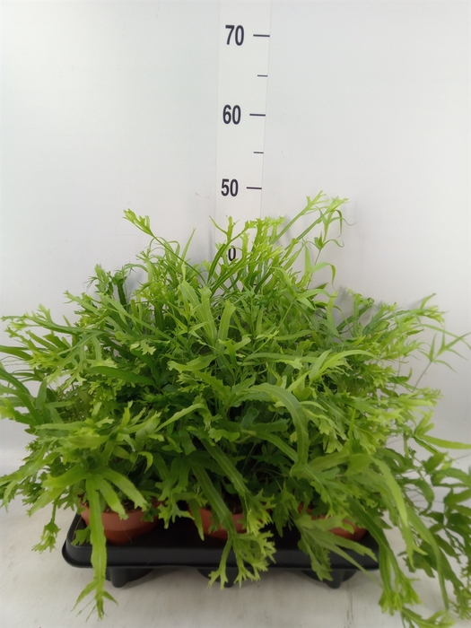 <h4>Pteris cretica 'Roeweri'</h4>