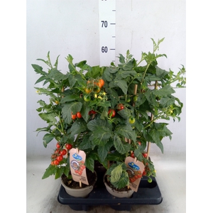 Solanum lycopersicum   ...