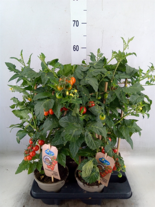 <h4>Solanum lycopersicum   ...</h4>