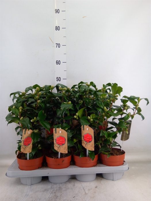 <h4>Camellia reticulata 'Mary Williams'</h4>