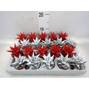 Haworthia limifolia