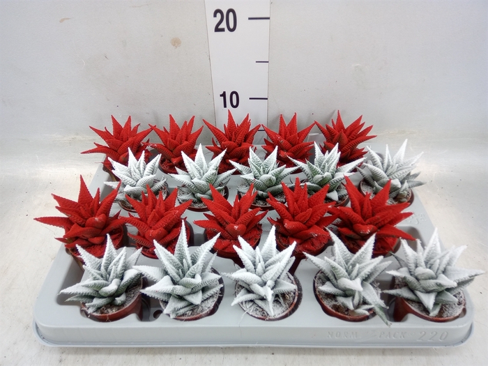 <h4>Haworthia limifolia</h4>