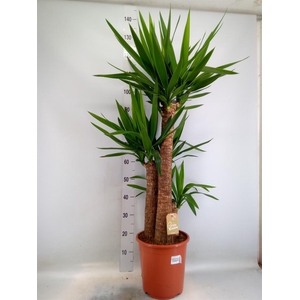 Yucca elephantipes   ...