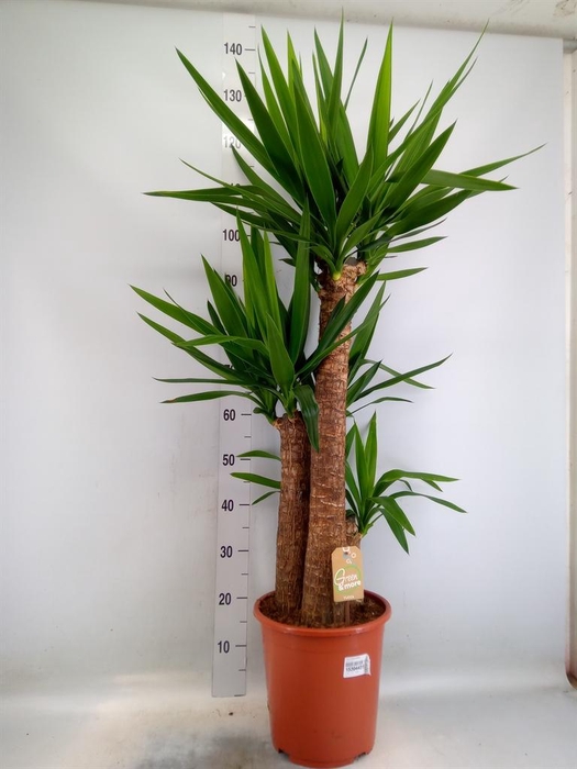 <h4>Yucca elephantipes   ...</h4>