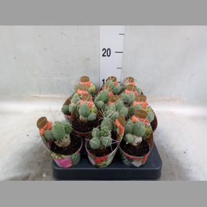 Tephrocactus articulatus