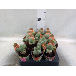Tephrocactus articulatus