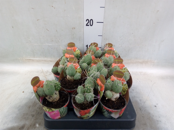 <h4>Tephrocactus articulatus</h4>