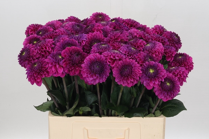 <h4>Dahlia Purple Fox</h4>