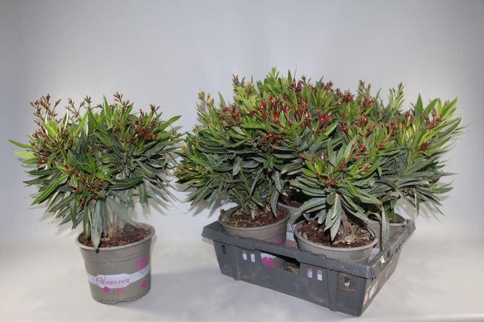 <h4>NERIUM OLEANDER OV</h4>