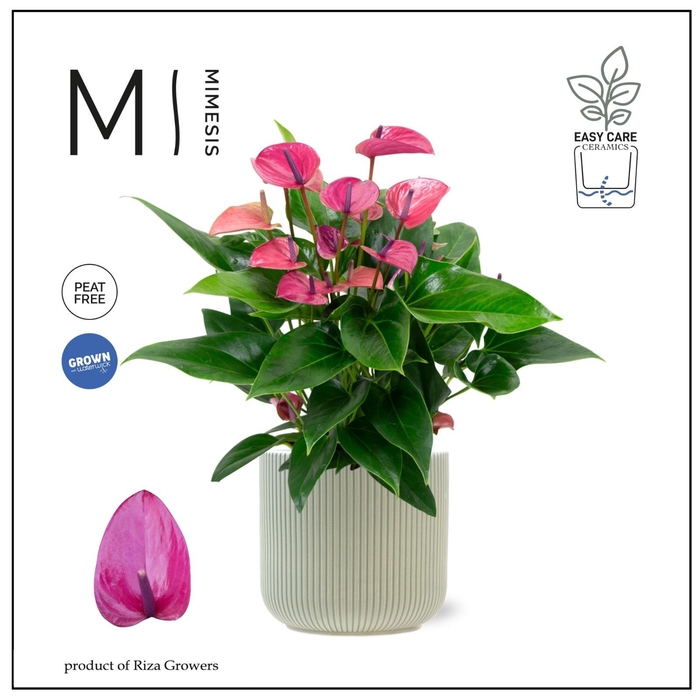 <h4>Mimesis Anthurium KARMA Purple 17cm - Atlanta Green</h4>