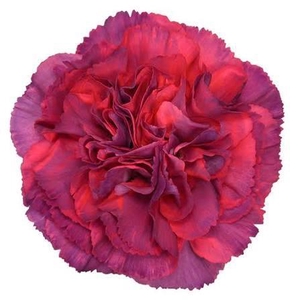 DIAN.ST. Metalica Rose