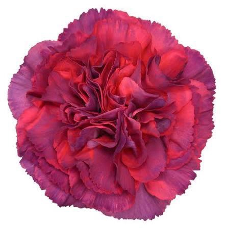 <h4>DIAN.ST. Metalica Rose</h4>