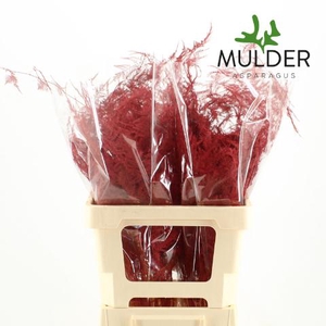 Asp Klb H% Extra Veren Red