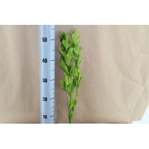 Japan Deco Ruscus Spring Green 3 Pcs