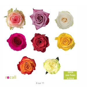Colis Roses Mixte x 200 tiges 40cm EC