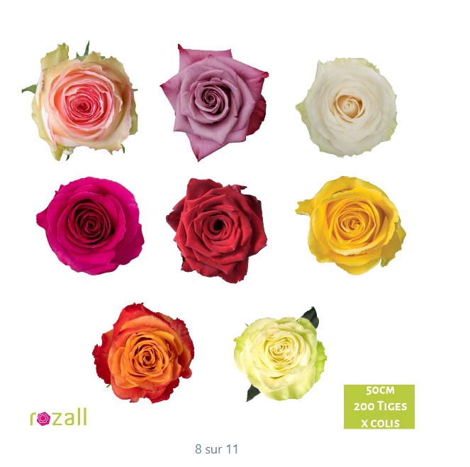 <h4>Colis Roses Mixte x 200 tiges 40cm EC</h4>
