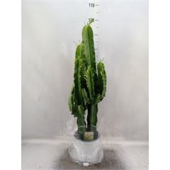 Euphorbia candelabrum