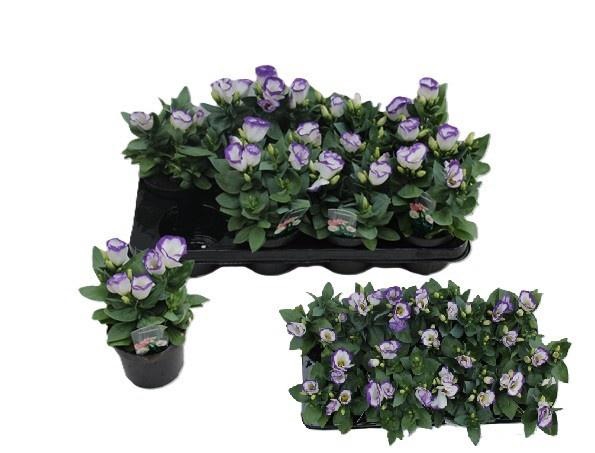 <h4>EUST CARMEN BLUE RIM</h4>