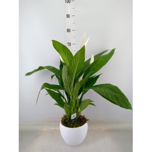 Spathiphyllum  'Bingo Cupido'