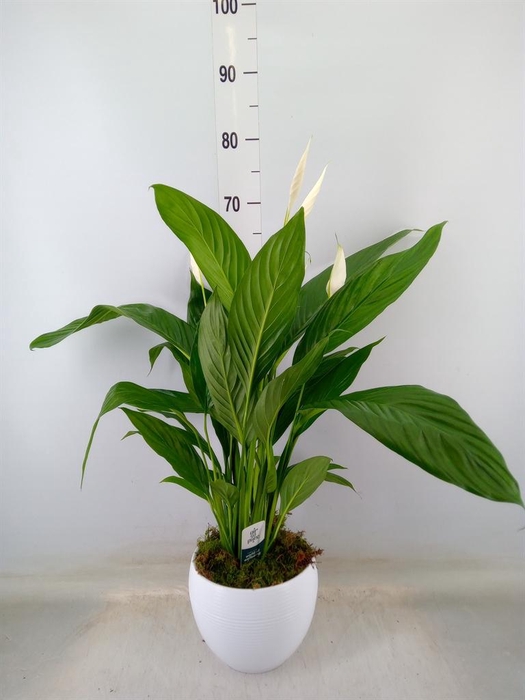 <h4>Spathiphyllum  'Bingo Cupido'</h4>