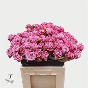 R TR Purple Queen 60cm