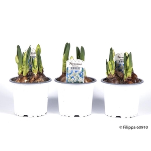 NARCISSUS MEDIOLUTEUS