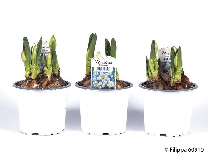 <h4>NARCISSUS MEDIOLUTEUS</h4>