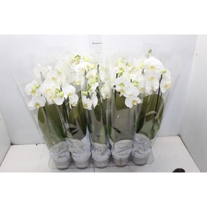 PHALAENOPSIS P12 BRANCO 2 HT