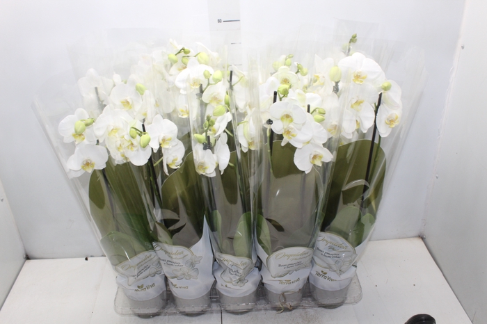 <h4>PHALAENOPSIS P12 BRANCO 2 HT</h4>