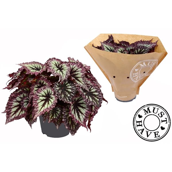 <h4>Bladbegonia Rex Fireworks Must Have</h4>